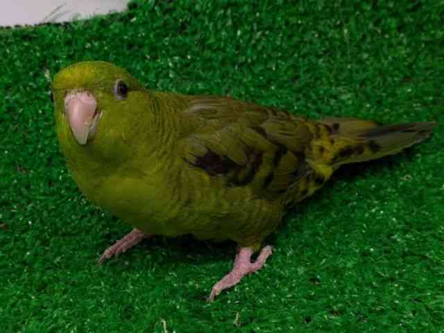TUi~CR