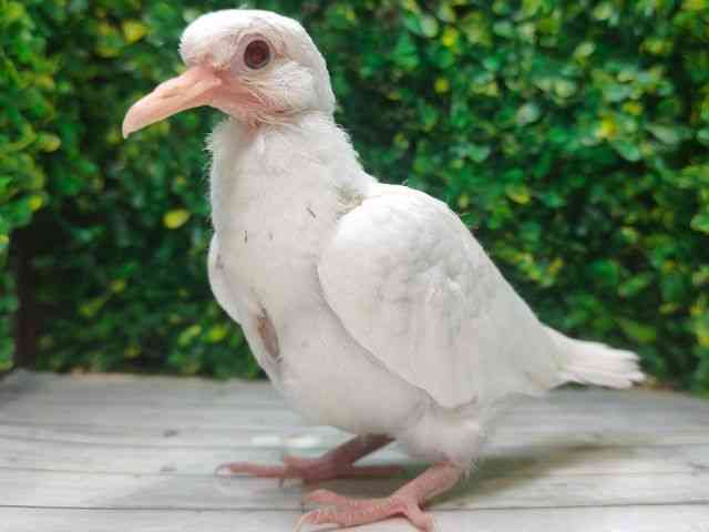 ̑iތnȋjj