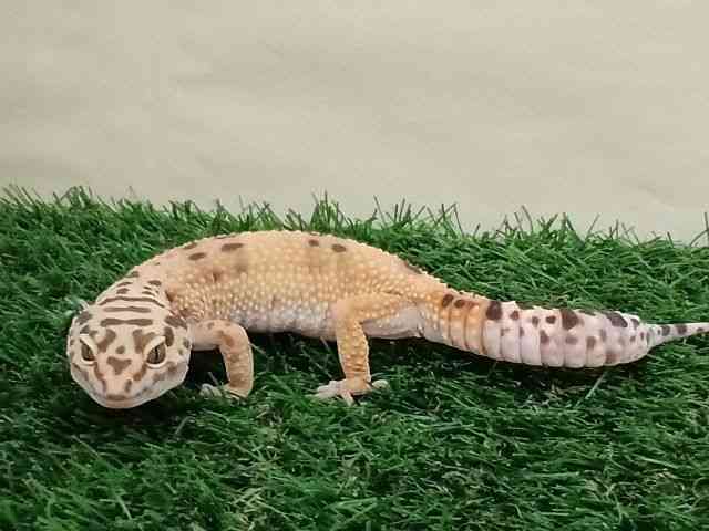 qEgJQhL