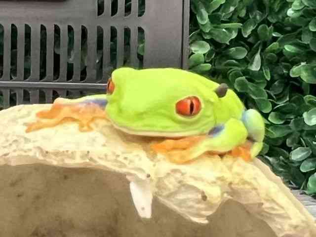 AJKG