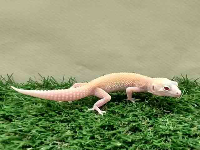 qEgJQhL