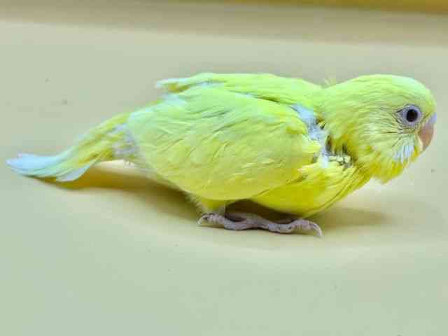 ZLZCCR