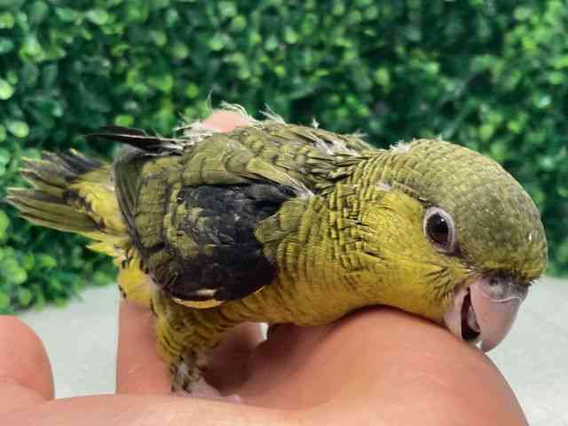 TUi~CR