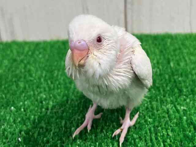 ZLZCCR