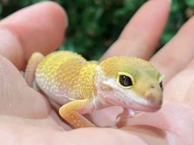 qEgJQhL