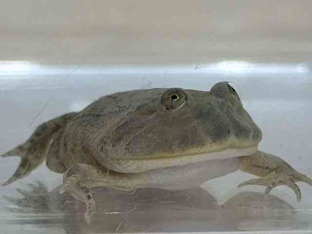 oWFbgKG