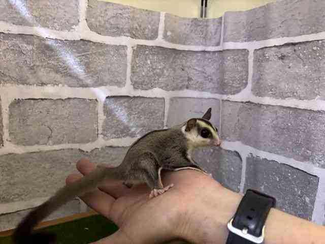 tNK