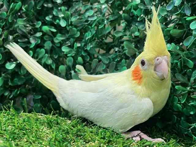 IJCR