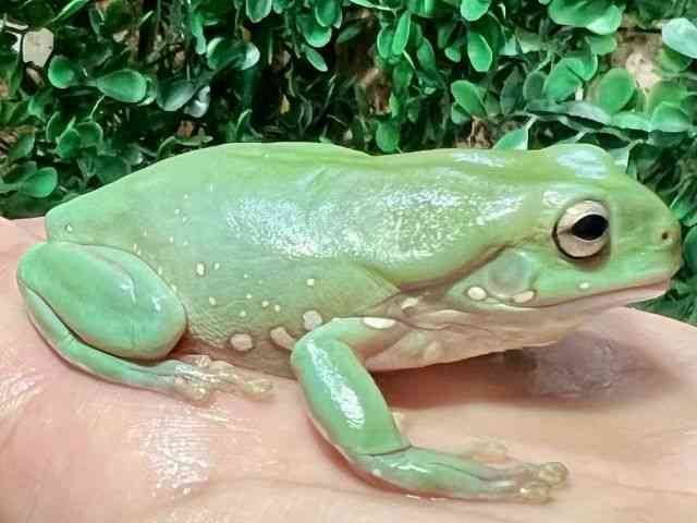 CGAKG