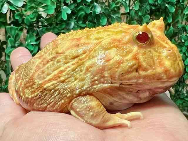 NEFcmKG