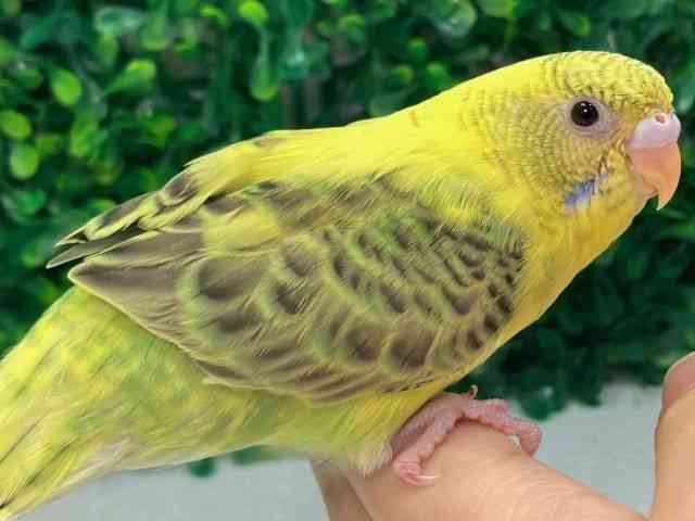 ZLZCCR
