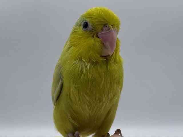 }n