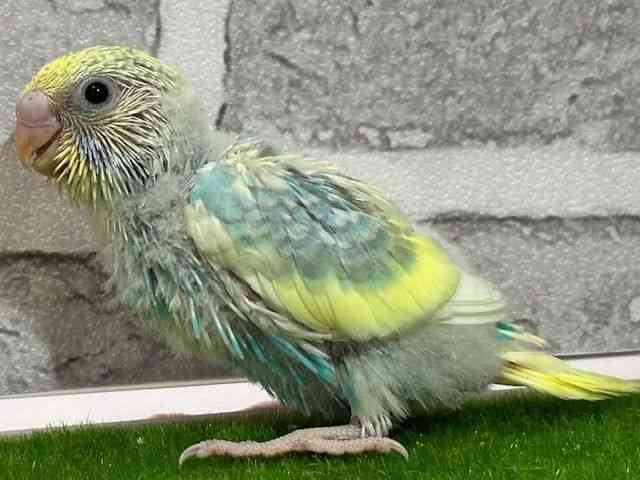 ZLZCCR