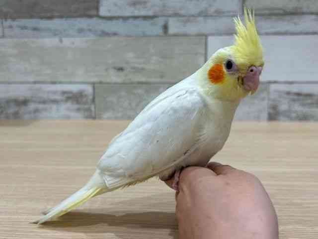 IJCR