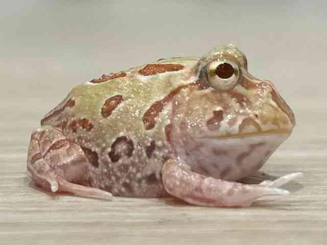 cmKGȋj