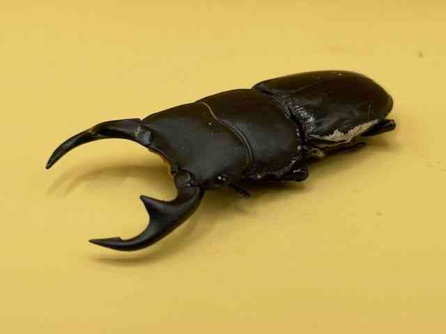 OY