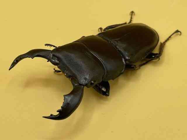 OY