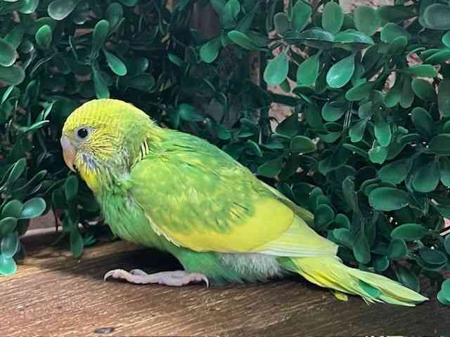 ZLZCCR