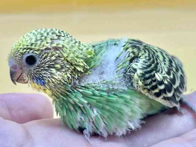 ZLZCCR