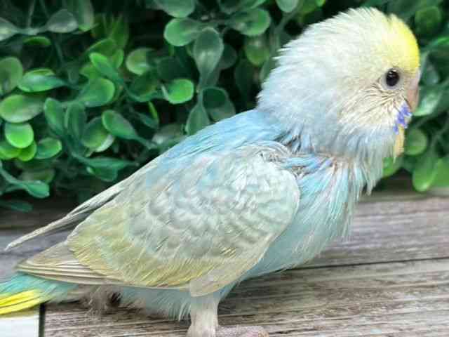 ZLZCCR
