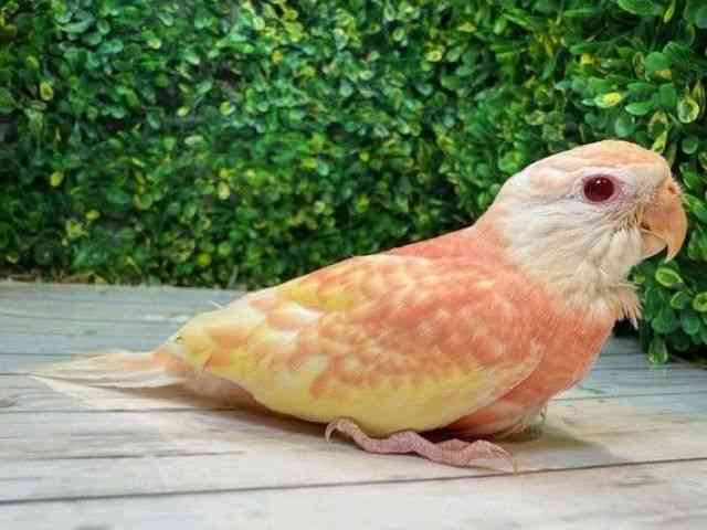 ALNTCR
