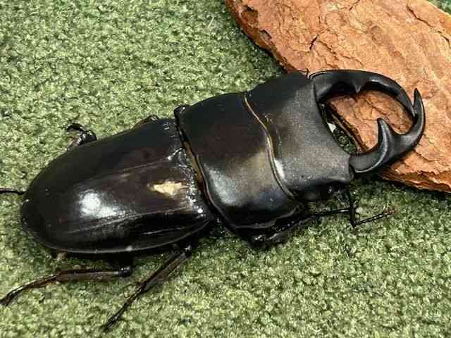 OY
