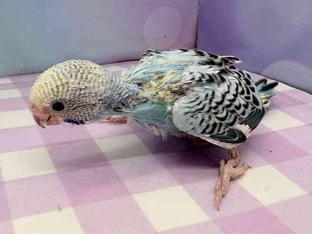 ZLZCCR