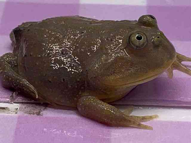 oWFbgKG