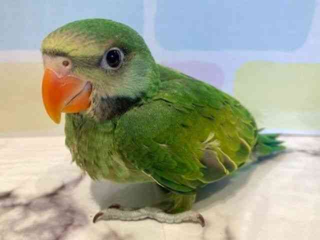 ̑iCREIEnj
