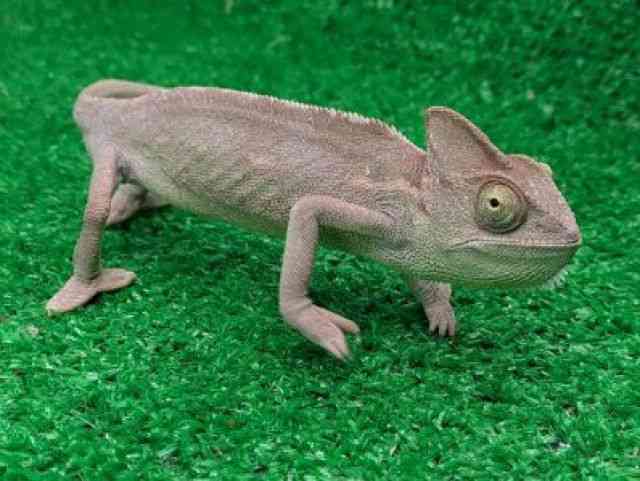 G{VJI