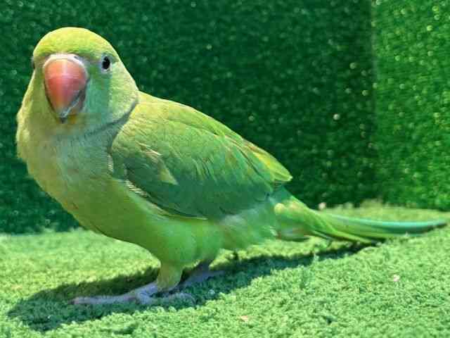 ̑iCREIEnj