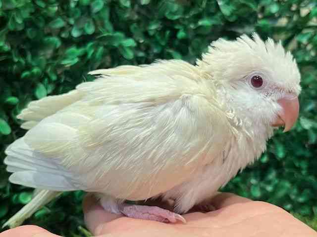 ILiCR