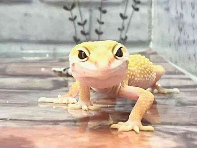 qEgJQhL