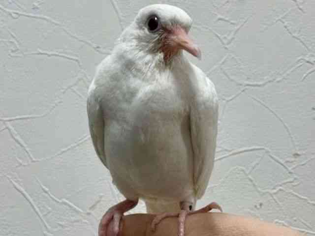 ̑iތnȋjj