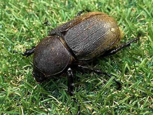 OY