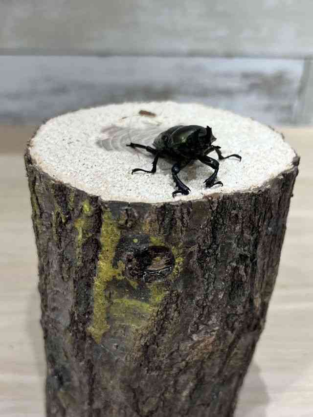 OY