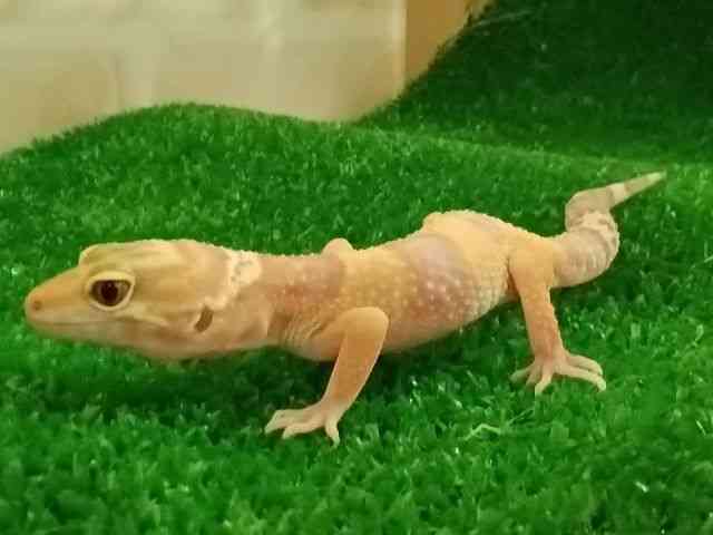 qEgJQhL
