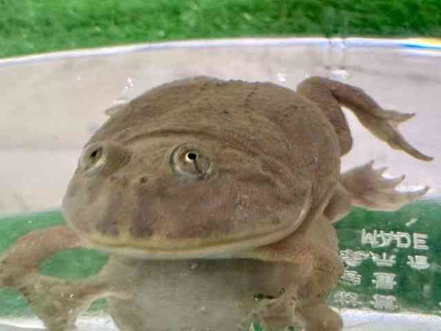 oWFbgKG