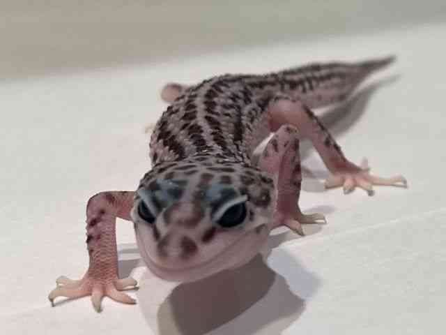 qEgJQhL