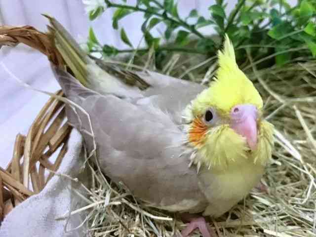 IJCR