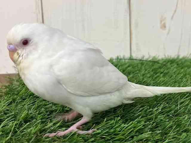 ZLZCCR