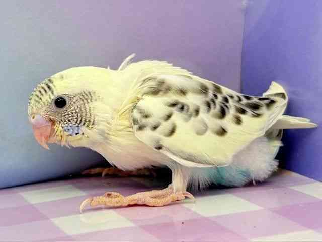 ZLZCCR