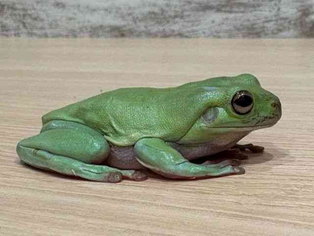 CGAKG