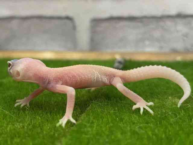 qEgJQhL