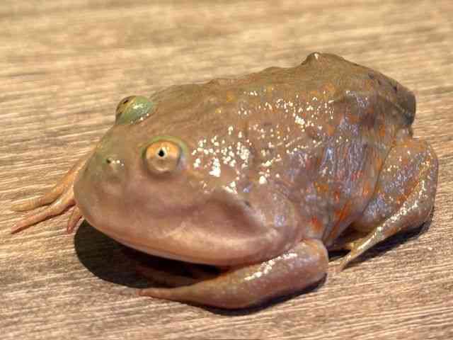 oWFbgKG