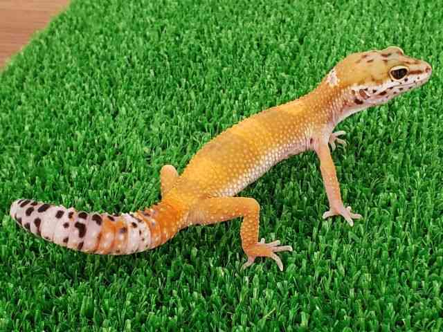 qEgJQhL
