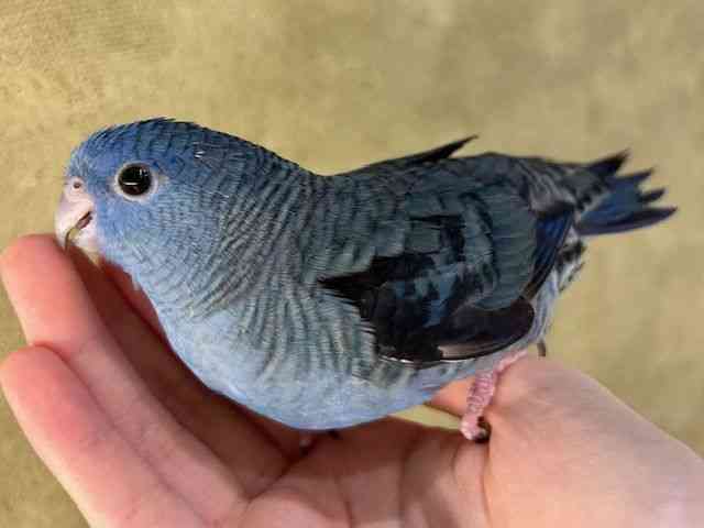 TUi~CR