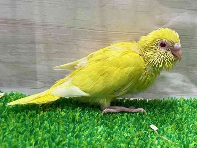 ZLZCCR