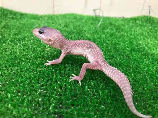 qEgJQhL
