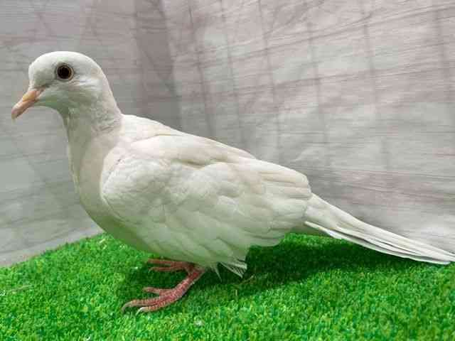 ̑iތnȋjj